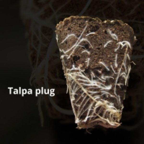 Talpa Plug 104 x11 Tray