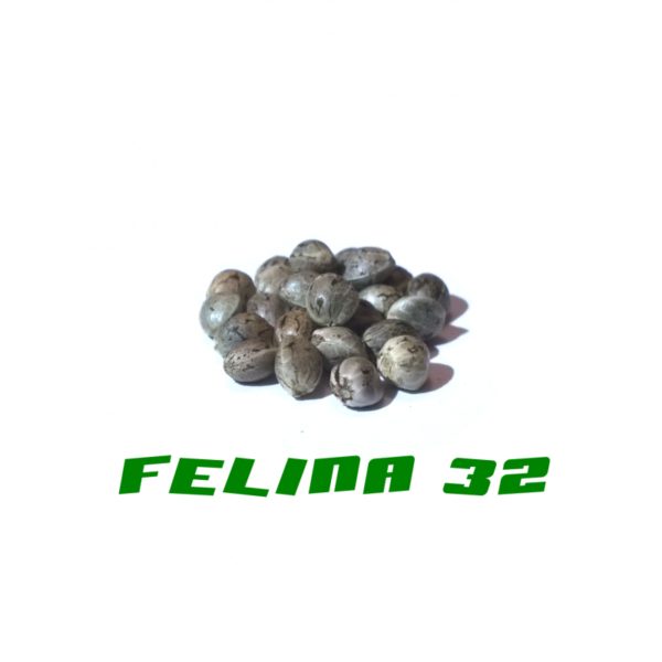 Felina 32 Gardinova 200Pcs